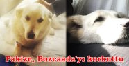 Bozcaada'nın sembol köpeği Pakize öümden döndü