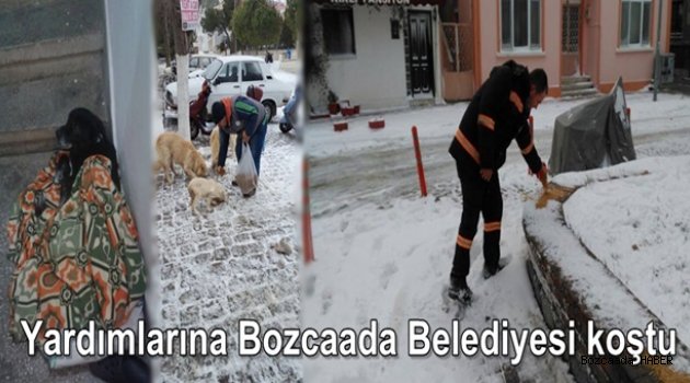 Bozcaada Belediyesi'nden sokak hayvanlarına yardım