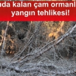 bozcaadadaki-az-sayida-kalan-cam-ormanlarinin-durumu-icler-acisi