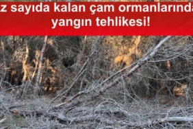 bozcaadadaki-az-sayida-kalan-cam-ormanlarinin-durumu-icler-acisi