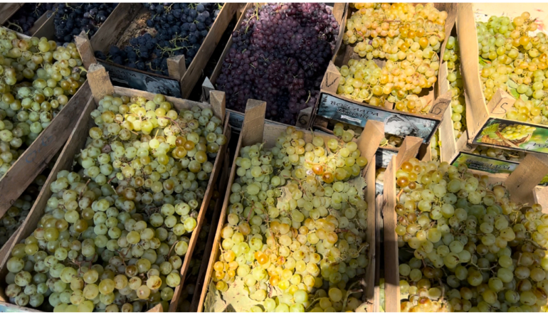 BOZTİD Başkanı Furıncı’dan Bozcaada üzümüne destek çağrıs