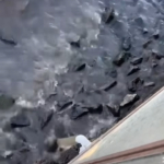 bozcaada-arkadeniz-atık-su