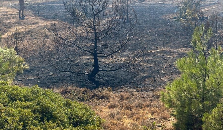 Yanan Alanlara Ağaçlandırma Kampanyası Geliyor