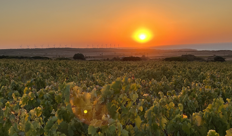 24. Bozcaada Kültür Sanat ve Bağbozumu Festivali Takvimi Açıklandı