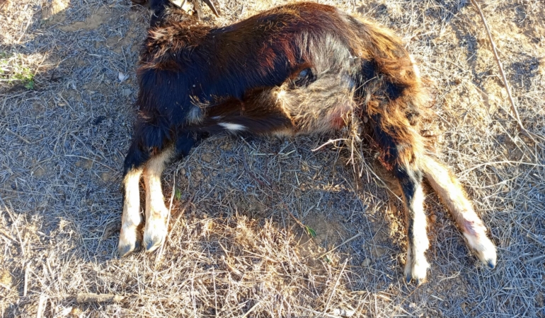 Bozcaada’da yine aynı manzaralar!