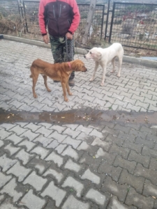 bozcaada köpek