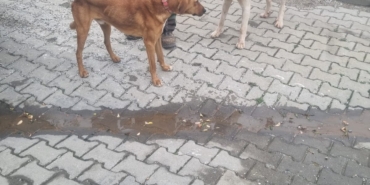 bozcaada köpek