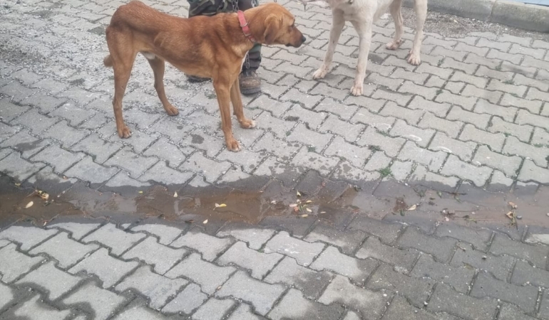 Bozcaada’da Sokağa Terk Edilen Köpekler Katliam Yaptı: 11 Keçi Telef Oldu, 4 Keçi Yaralı