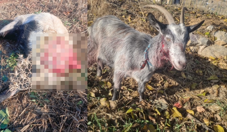 Barınaktan kaçırılan köpekler yine katliam yaptı!