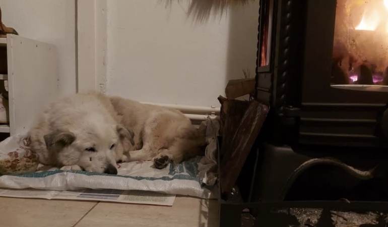 Bozcaada’nın sembolü Pakize’nin akıbeti ne oldu?