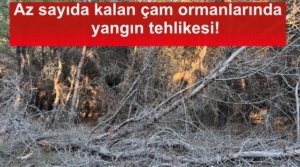 bozcaadadaki-az-sayida-kalan-cam-ormanlarinin-durumu-icler-acisi