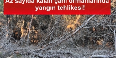 bozcaadadaki-az-sayida-kalan-cam-ormanlarinin-durumu-icler-acisi