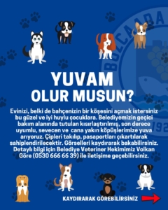 bozcaada belediye yuvam olur musun