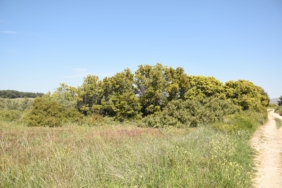 burcu köksal bozcaada