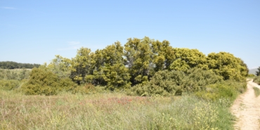 burcu köksal bozcaada