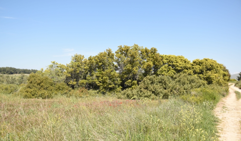 Burcu Köksal yazdı: Bozcaada’da sınırdaki yaşam