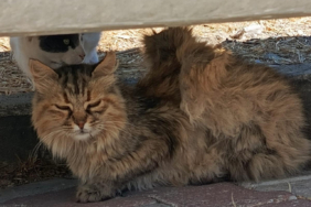 bozcaada kanatlı kedi
