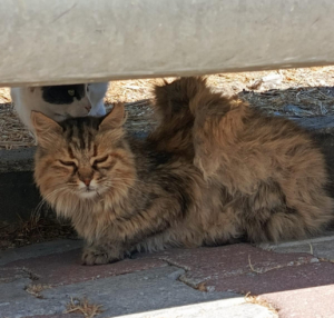 bozcaada kanatlı kedi