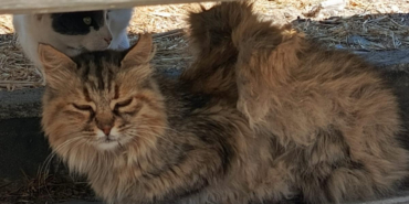 bozcaada kanatlı kedi