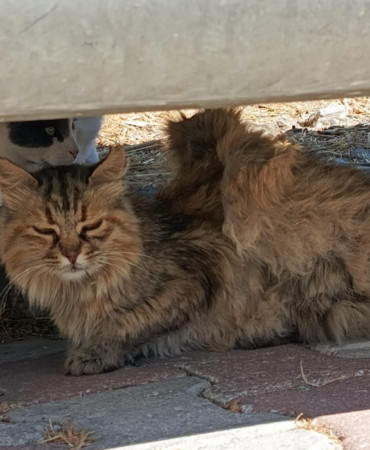 bozcaada kanatlı kedi