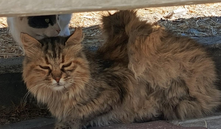 bozcaada kanatlı kedi