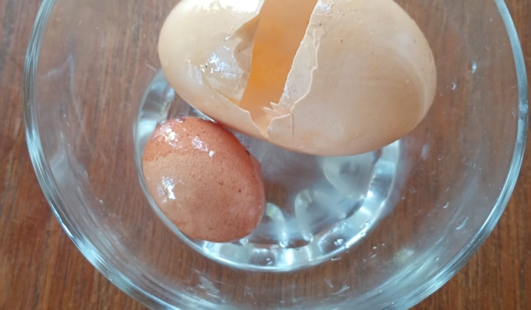 Bozcaada’da yumurtadan yumurta çıktı