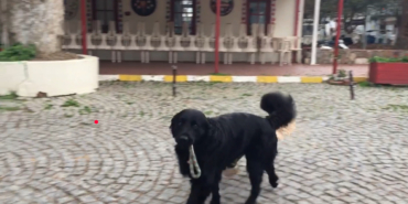 bozcaada köpek dostluk görme engelli