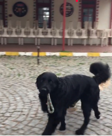 bozcaada köpek dostluk görme engelli