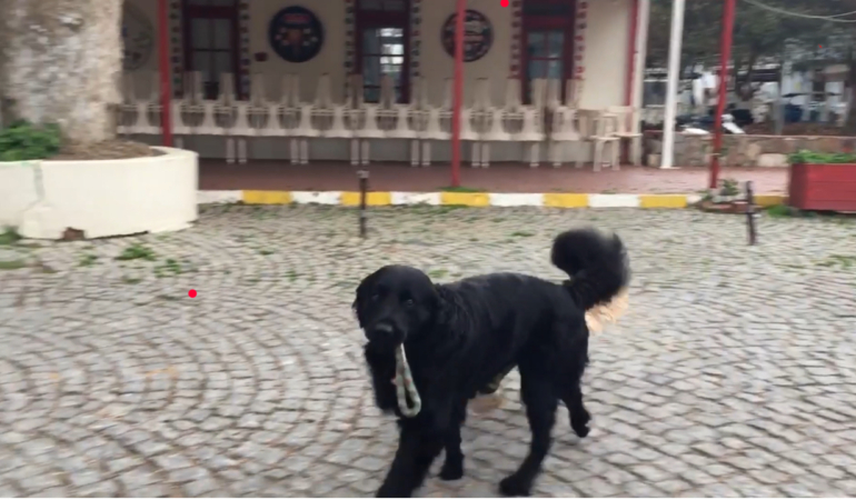 Rocky, Görme Engelli Arkadaşı Alf’ın Gözleri Oldu
